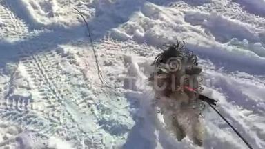 约克郡梗宠物狗在<strong>雪地里奔跑</strong>冬天的欢乐
